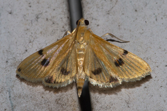 Xanthomelaena