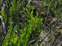 Lobostemon glaucophyllus