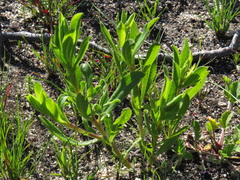 Lobostemon glaucophyllus