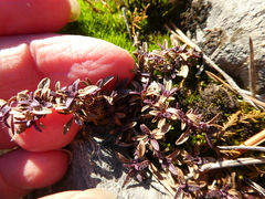 Thymus talijevii paucifolius