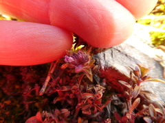Thymus talijevii paucifolius