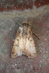 Noctuidae