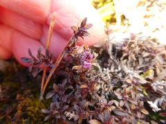 Thymus talijevii paucifolius