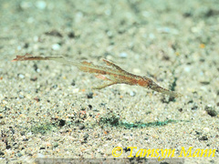 Solenostomus cyanopterus