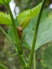 Supputius cincticeps