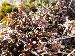 Thymus talijevii paucifolius