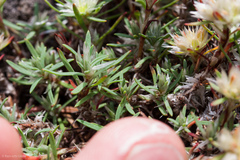 Paronychia argyrocoma