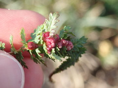 Dasineura ulmaria