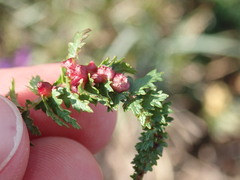 Dasineura ulmaria
