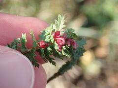 Dasineura ulmaria