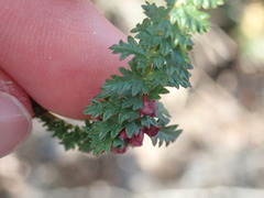 Dasineura ulmaria