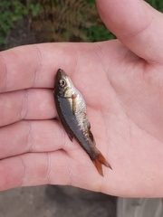 Pseudobarbus swartzi