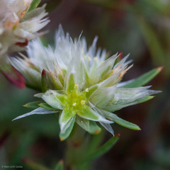 Paronychia argyrocoma