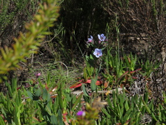 Lobostemon glaucophyllus