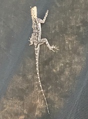 Agama dodomae dodomae