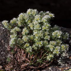 Paronychia argyrocoma