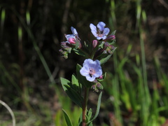 Lobostemon glaucophyllus