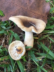 Russula pectinatoides