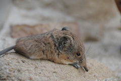 Short-Eared Elephant Shrew photo 1