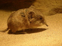 Short-Eared Elephant Shrew photo 2