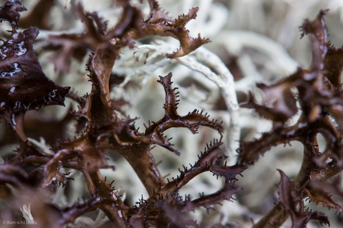 Striped Iceland Lichen