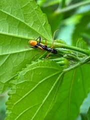 Gnomidolon elegantulum