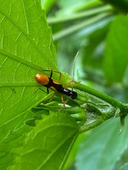 Gnomidolon elegantulum