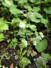 Conioselinum chinense