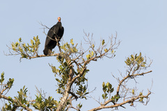 Cathartes burrovianus