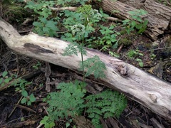 Conioselinum chinense