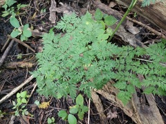 Conioselinum chinense