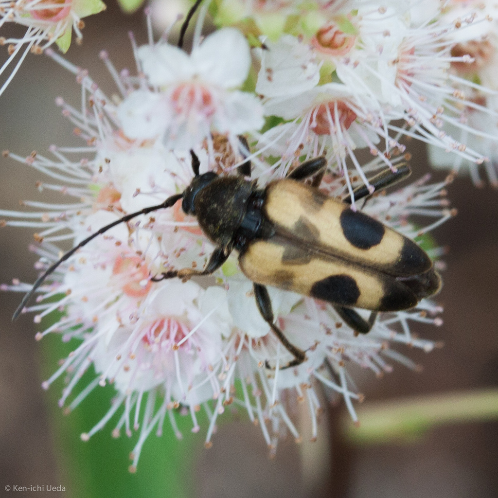 Chestnut Longhorn Beetle