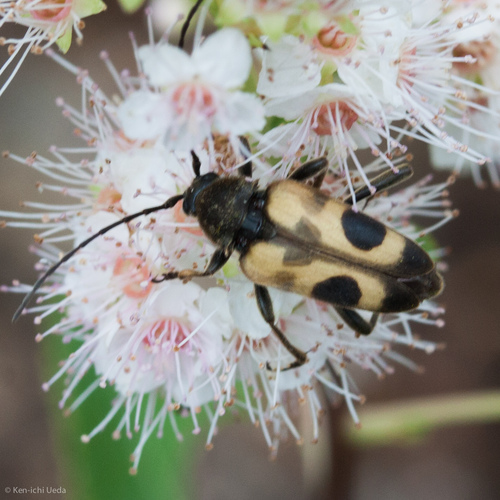 Chestnut Longhorn Beetle