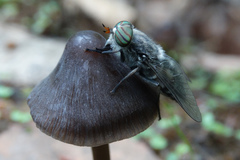 Hybomitra bimaculata