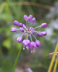 Allium thunbergii