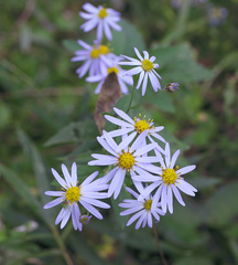 Aster microcephalus