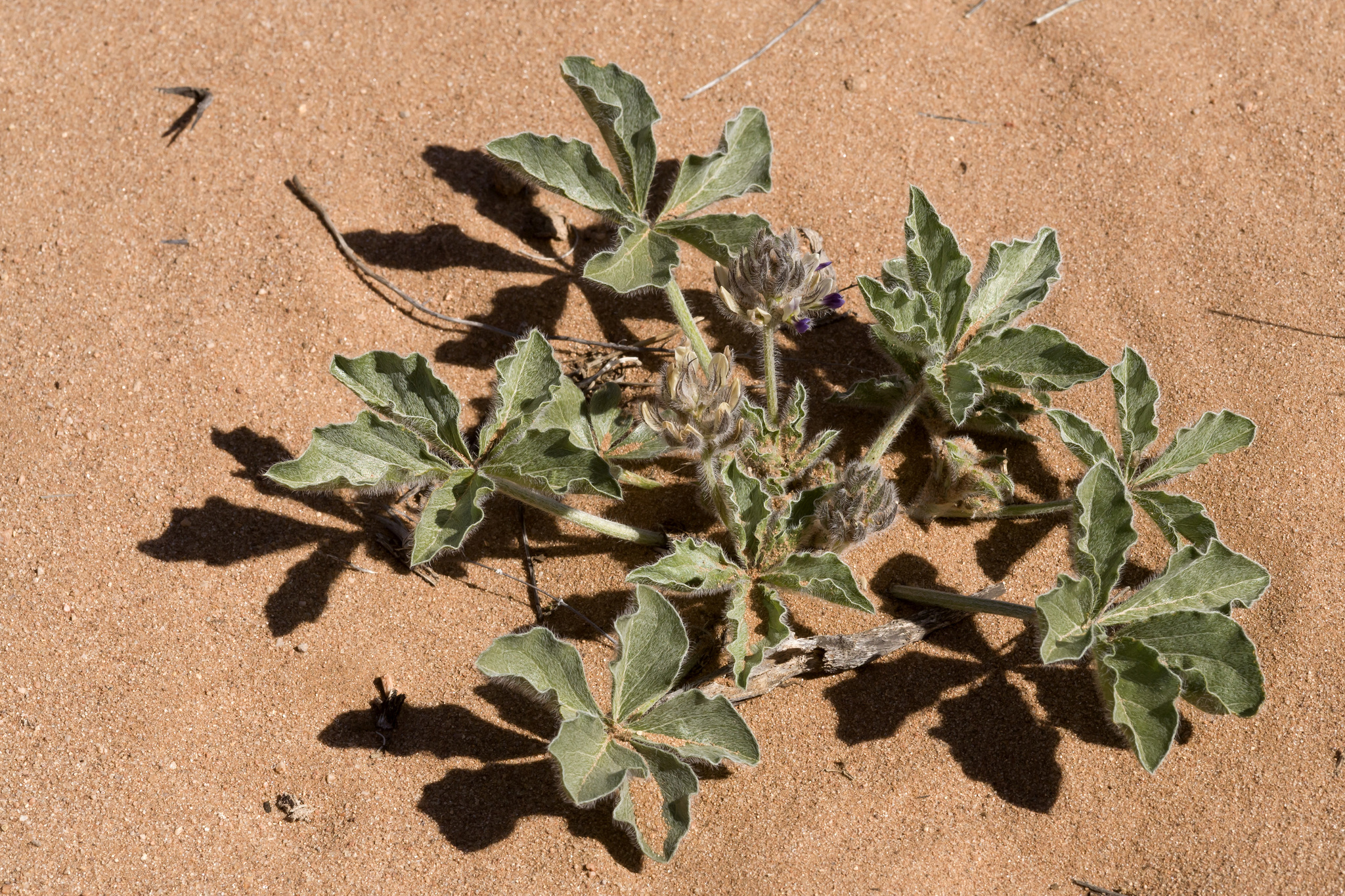 Pediomelum pentaphyllum