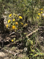 Berkheya heterophylla