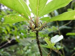 Melicytus macrophyllus