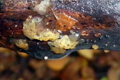 Naematelia encephala