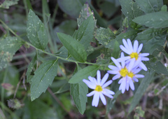 Aster microcephalus