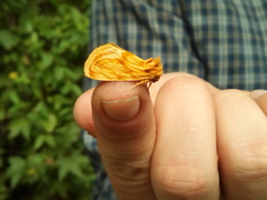 Cirrhophanus triangulifer