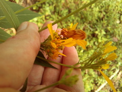 Cirrhophanus triangulifer