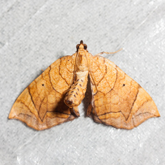 Eulithis