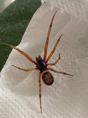 Steatoda nobilis