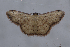 Idaea craspedota