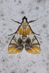 Macaretaera hesperis