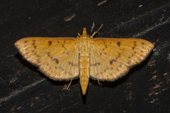 Endocrossis caldusalis