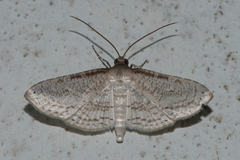 Calindoea anticalis