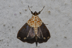 Agrotera posticalis